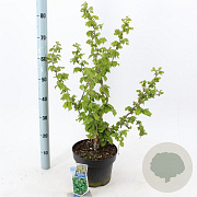 Corylus a. 'Scooter' 60-70 cm 5,0L