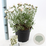 Convolvulus cneorum 25-30 cm 5,0L
