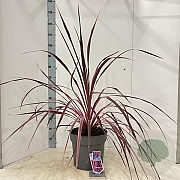 Cordyline Festival Raspberry 70-80 cm 12L