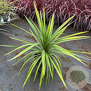 Cordyline indivisa 'Peko' 70-80 cm 12L