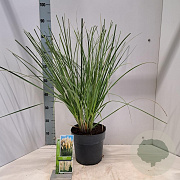 Cortaderia s. 'Citaro' 50-60 cm 6,5L