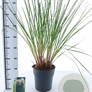 Cortaderia selloana 60-80 cm 12L
