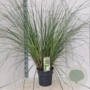 Cortaderia s. 'Evita' 140-150 cm 10L