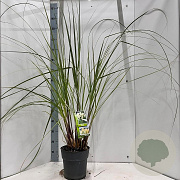 Cortaderia s. 'Pumila' 50-60 cm 6,5L