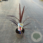 Cordyline Superstar 30-40 cm 3,0L