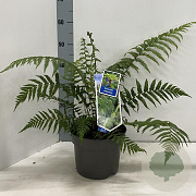 Dicksonia antarctica 30-40 cm 5,0L
