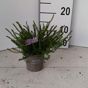 Erica darl. 'Darley Dale' 10-20 cm P10,5