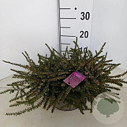 Erica darl. 'Kramer's Rote' 15 cm 5,0L schaalvorm