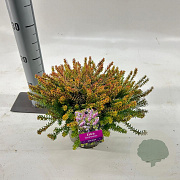 Erica darl. 'Mary Helen' 15-20 cm P15