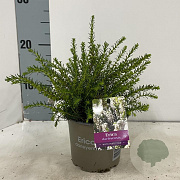 Erica darl. 'White Perfection' 10-12 cm P12