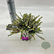 Erica darl. 'White Perfection' 15-20 cm P15
