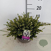 Erica darl. 'White Perfection' 15 cm 5,0L schaalvorm