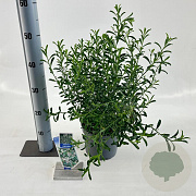Eriostemon myoporoides 30-40 cm 3,0L