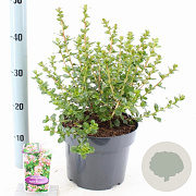 Escallonia 'Apple Blossom' 40-50 cm 5,0L