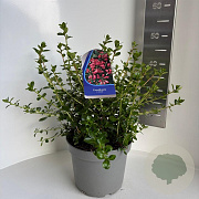 Escallonia 'C.F. Ball' 60-70 cm 5,0L