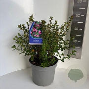Escallonia 'Donard Radiance' 40-50 cm 5,0L