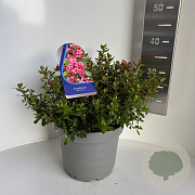 Escallonia 'Red Dream' 35-45 cm 5,0L