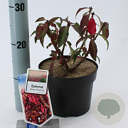 Euonymus alat. 'Compactus' 25-30 cm 2,0L