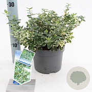 Euonymus fort. 'Emerald Gaiety' 20-25 cm 2,0L