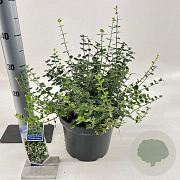 Euonymus fort. 'Emerald Gaiety' 40-50 cm 5,0L