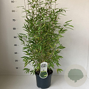Fargesia nitida 'Volcano' 80-100 cm 3,0L
