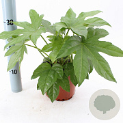 Fatsia japonica 20-30 cm 2,0L