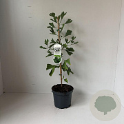 Ginkgo biloba 40-50 cm 3,5L