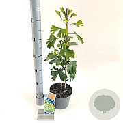 Ginkgo biloba 60-80 cm 2,0L