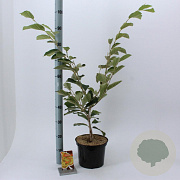 Hamamelis int. 'Arnold Promise' 30-40 cm 5,0L