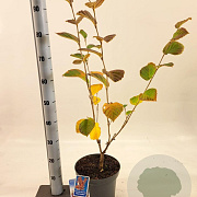 Hamamelis int. 'Feuerzauber' 30-40 cm 5,0L