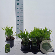 Hakonechloa macra 20-25 cm 2,0L
