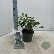 Hedera colchica 'Fall Favourite' 20-25 cm 2,0L