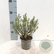 Hebe pimeleoides 10-15 cm C1