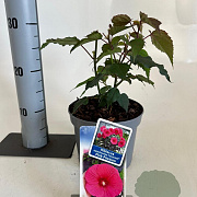 Hibiscus m. Carousel Pink Passion 30-40 cm 2,0L