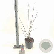 Hibiscus syr. Flower Tower Purple 60-70 cm 5,0L