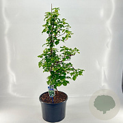 Hydrangea anomala petiolaris 125-150 cm 35L solitair