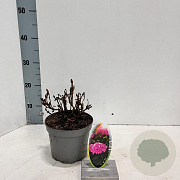 Hydrangea m. 'Pia' 10-15 cm 2,0L