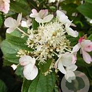 Hydrangea pan. Dart's Little Dot 25-30 cm 2,0L