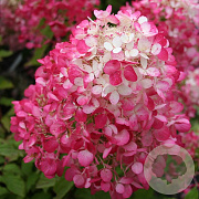 Hydrangea pan. Diamand Rouge 40-50 cm 2,0L