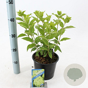 Hydrangea pan. 'Limelight' 20-30 cm 2,0L