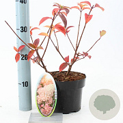 Hydrangea pan. Sundae Fraise 25-30 cm 2,0L