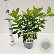 Hydrangea pan. 'Tardiva' 30-50 cm 2,0L