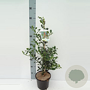Ilex aq. 'Alaska' 40-60 cm 3,0L