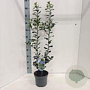 Ilex meserv. Blue Maid 50-60 cm 3,0L