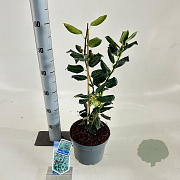 Ilex 'Nellie R. Stevens' 40-50 cm 3,0L