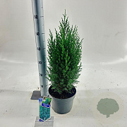 Juniperus chin. 'Stricta' 25-30 cm 3,0L