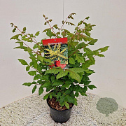 Koelreuteria paniculata 25-30 cm 2,0L