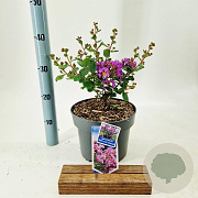 Lagerstroemia i. With Love Eternal 40-60 cm 5,0L