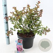 Lagerstroemia i. With Love Girl 40-60 cm 5,0L