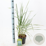 Leymus arenarius 'Blue Dune' 25-30 cm 2,0L